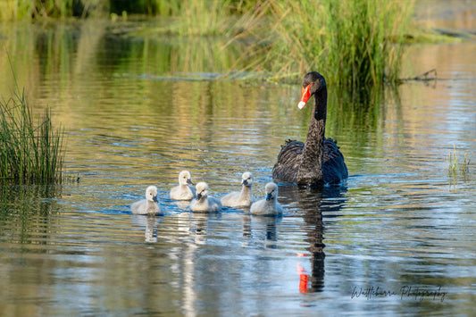 Black Swan