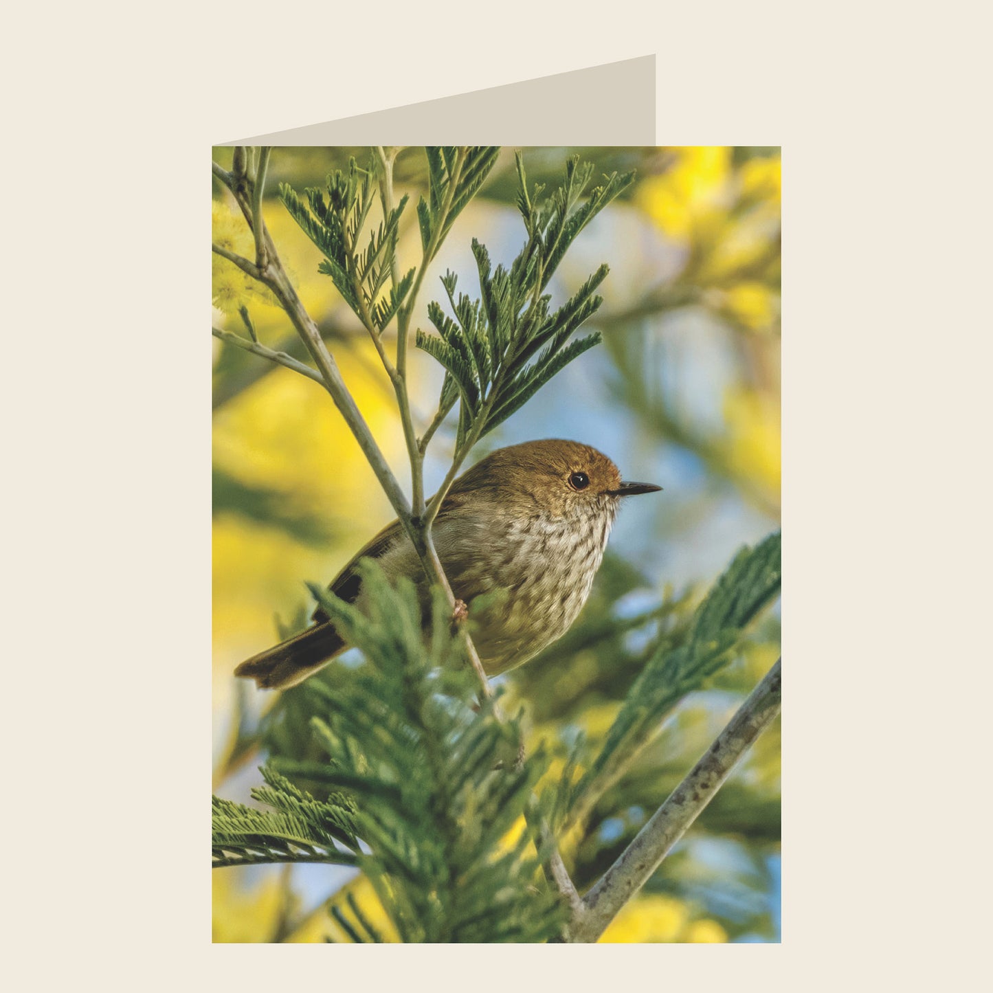 Brown Thornbill Blank Greeting Card