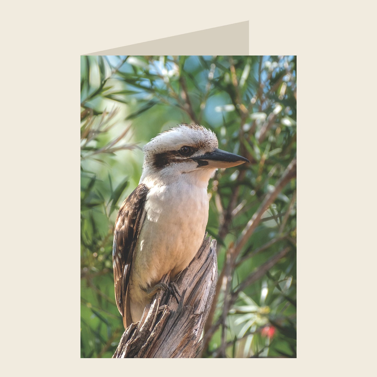 Laughing Kookaburra Blank Greeting Card