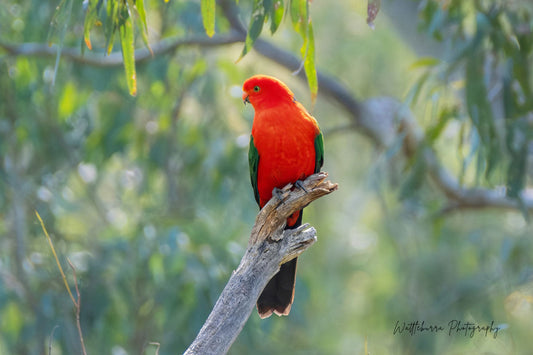 Australian King-Parrot