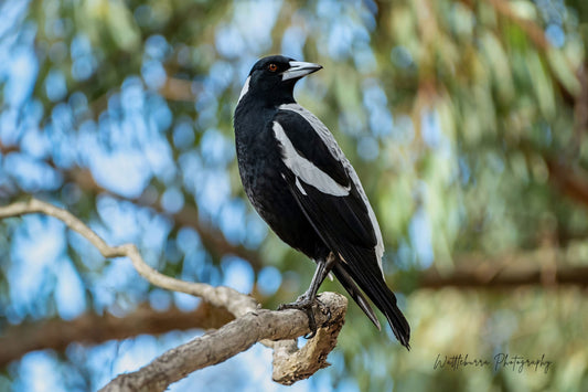 Australian Magpie
