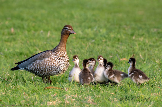 Australian Wood Duck