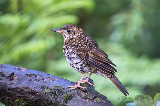 Bassian Thrush