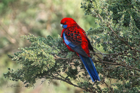 Crimson Rosella