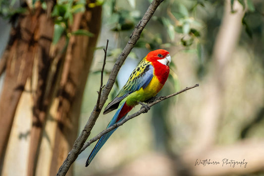 Eastern Rosella