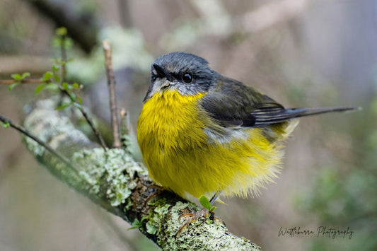 Eastern Yellow Robin