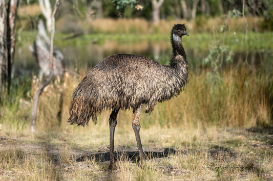 Bluebird Emu Bird Portfolio – Page 3 – WattleBurra Photography