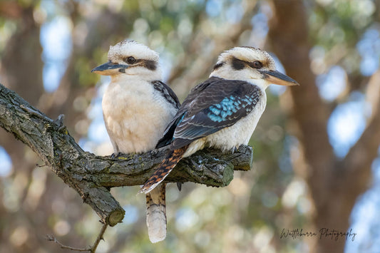 Laughing Kookaburra