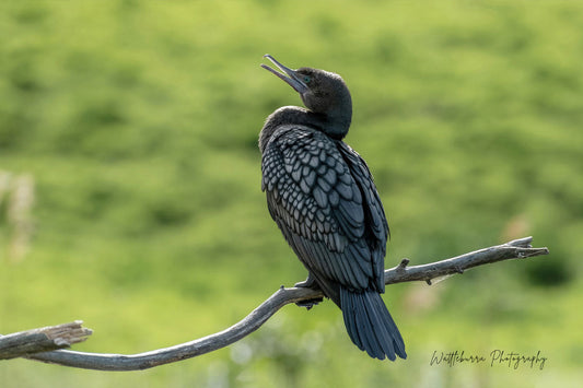 Little Black Cormorant
