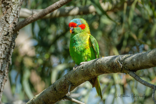Musk Lorikeet