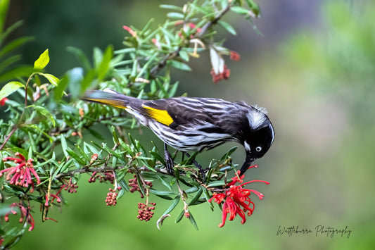 New Holland Honeyeater
