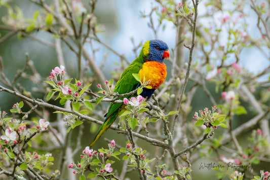 Rainbow Lorikeet
