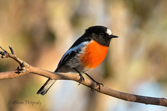 Scarlet Robin