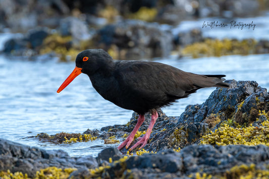 Sooty Oystercatcher
