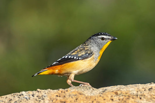 Spotted Pardalote