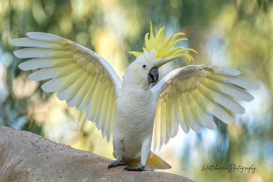 Sulphur-Crested Cockatoo