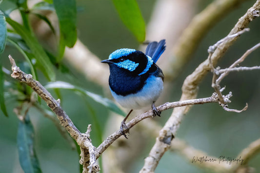 Superb Fairywren