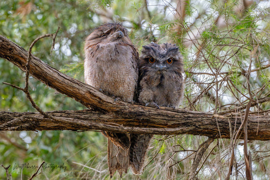 Tawny Frogmouth