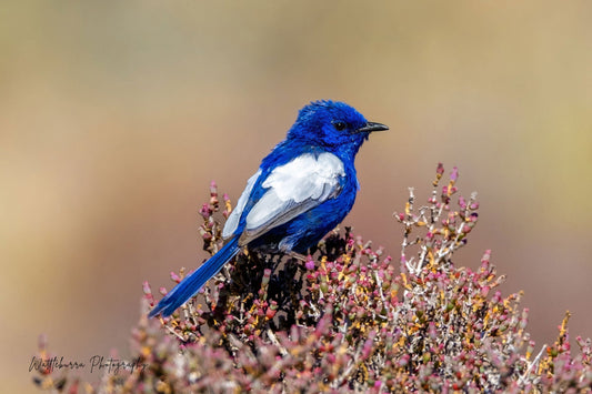 White-Winged Fairywren