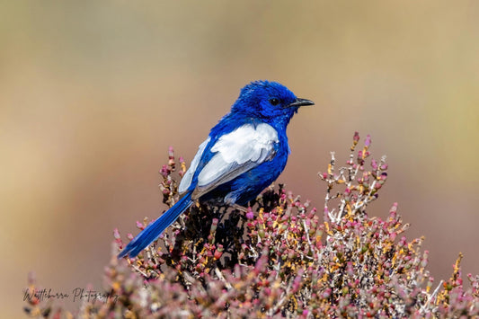White-Winged Fairywren