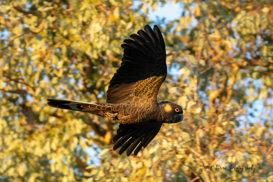 Yellow-Tailed Black-Cockatoo