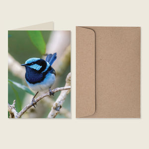 Superb Fairywren (1 Pack)