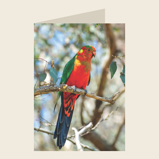 Australian King-Parrot Blank Greeting Card