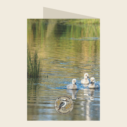 Black Swan Blank Greeting Card