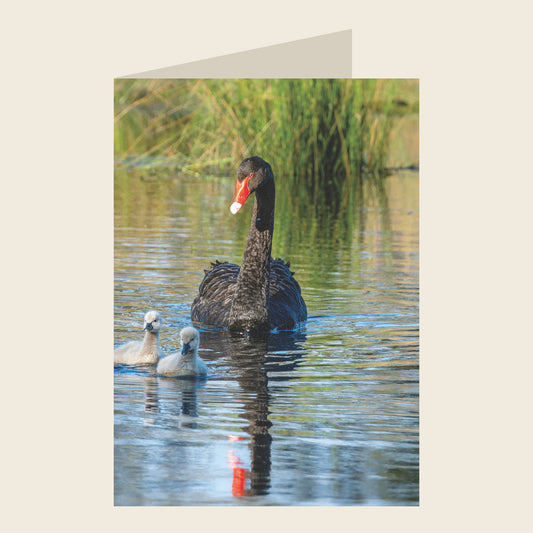 Black Swan Blank Greeting Card