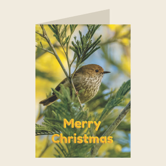 Brown Thornbill Christmas Greeting Card