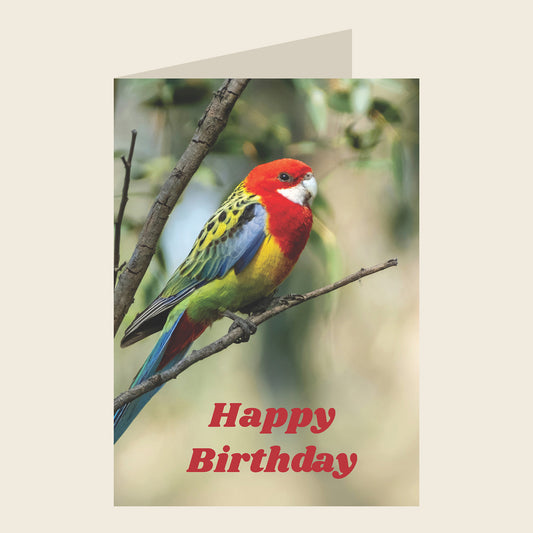 Eastern Rosella Birthday Greeting Card