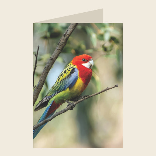 Eastern Rosella Blank Greeting Card