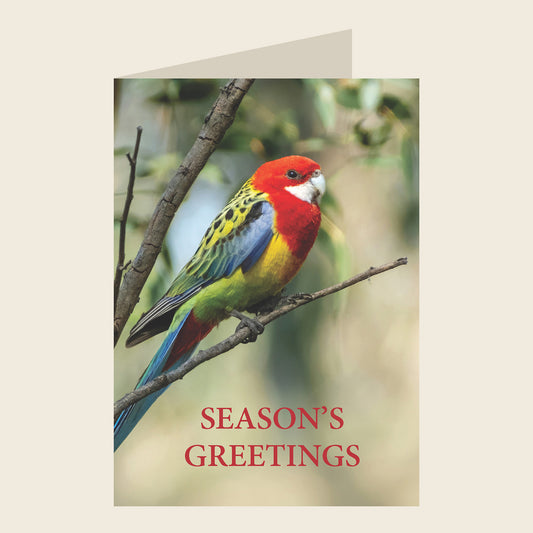 Eastern Rosella Christmas Greeting Card