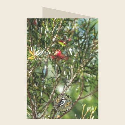 Laughing Kookaburra Birthday Greeting Card