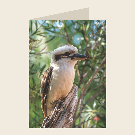Laughing Kookaburra Blank Greeting Card