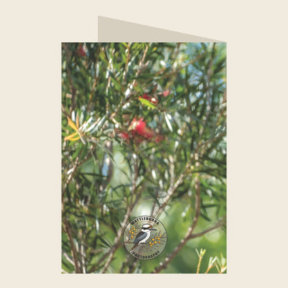 Laughing Kookaburra Christmas Greeting Card