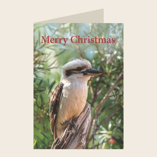 Laughing Kookaburra Christmas Greeting Card