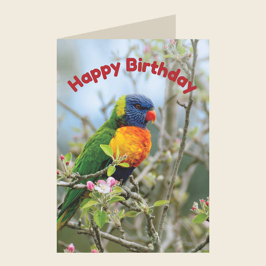 Rainbow Lorikeet Birthday Greeting Card