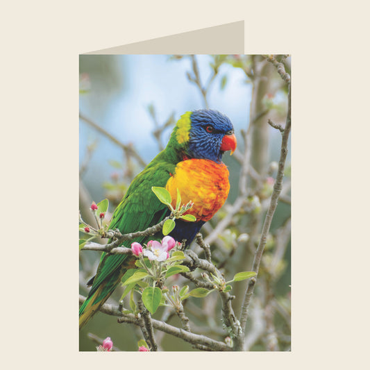 Rainbow Lorikeet Blank Greeting Card