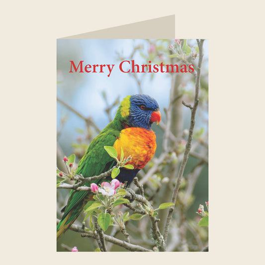 Rainbow Lorikeet Christmas Greeting Card