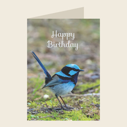 Superb Fairywren Birthday Greeting Card