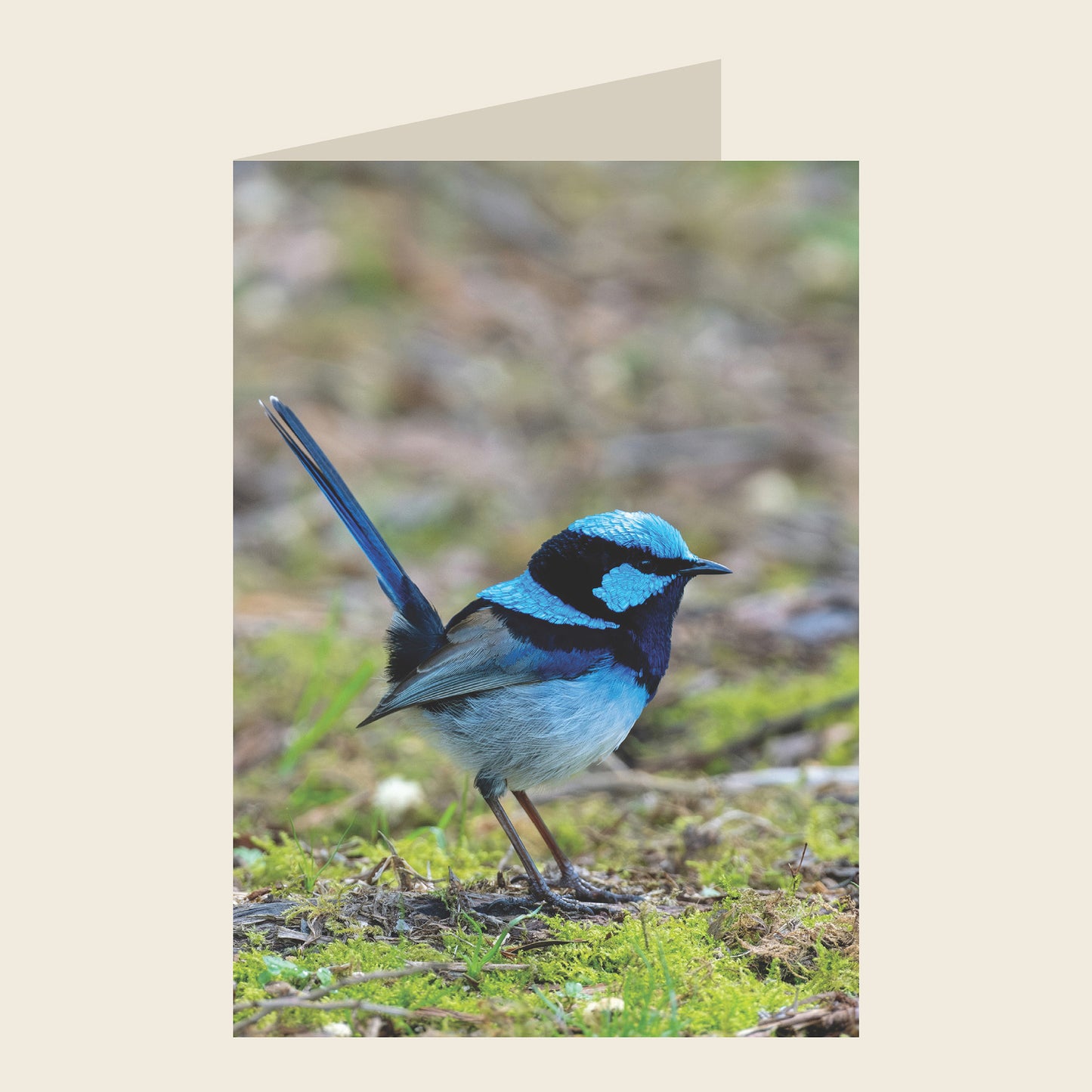 Superb Fairywren Blank Greeting Card