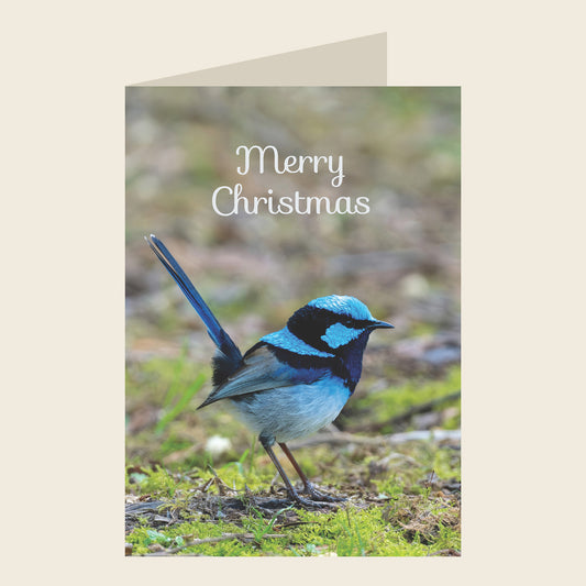 Superb Fairywren Christmas Greeting Card
