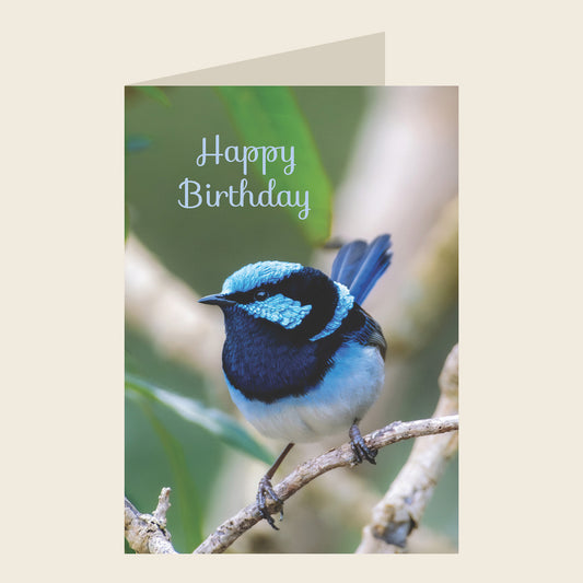 Superb Fairywren Birthday Greeting Card