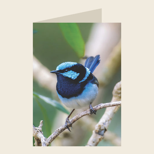 Superb Fairywren Blank Greeting Card